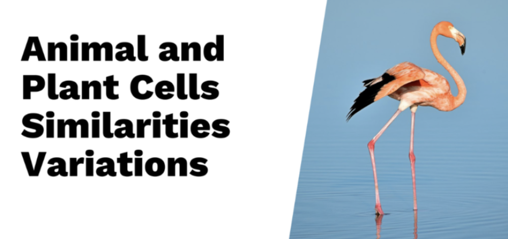 Understanding Animal and Plant Cells: Key Similarities and Variations