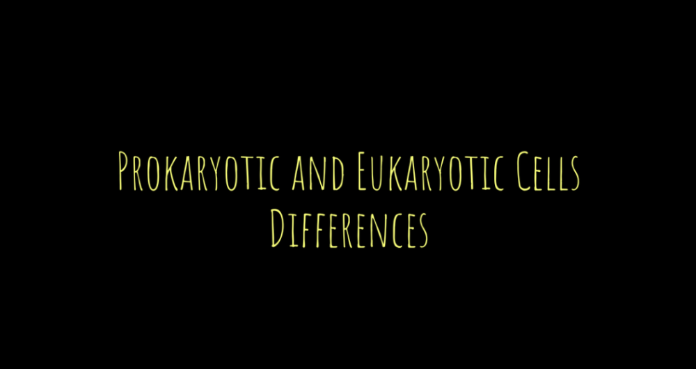 Prokaryotic vs Eukaryotic Cells: Key Differences Explained