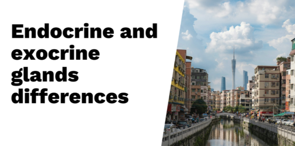 Endocrine vs. exocrine glands: Key differences and examples