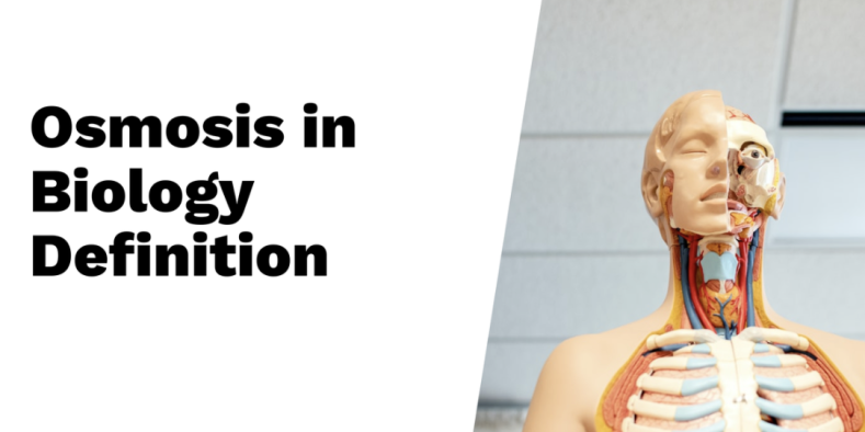 Understanding Osmosis in Biology: A Definition